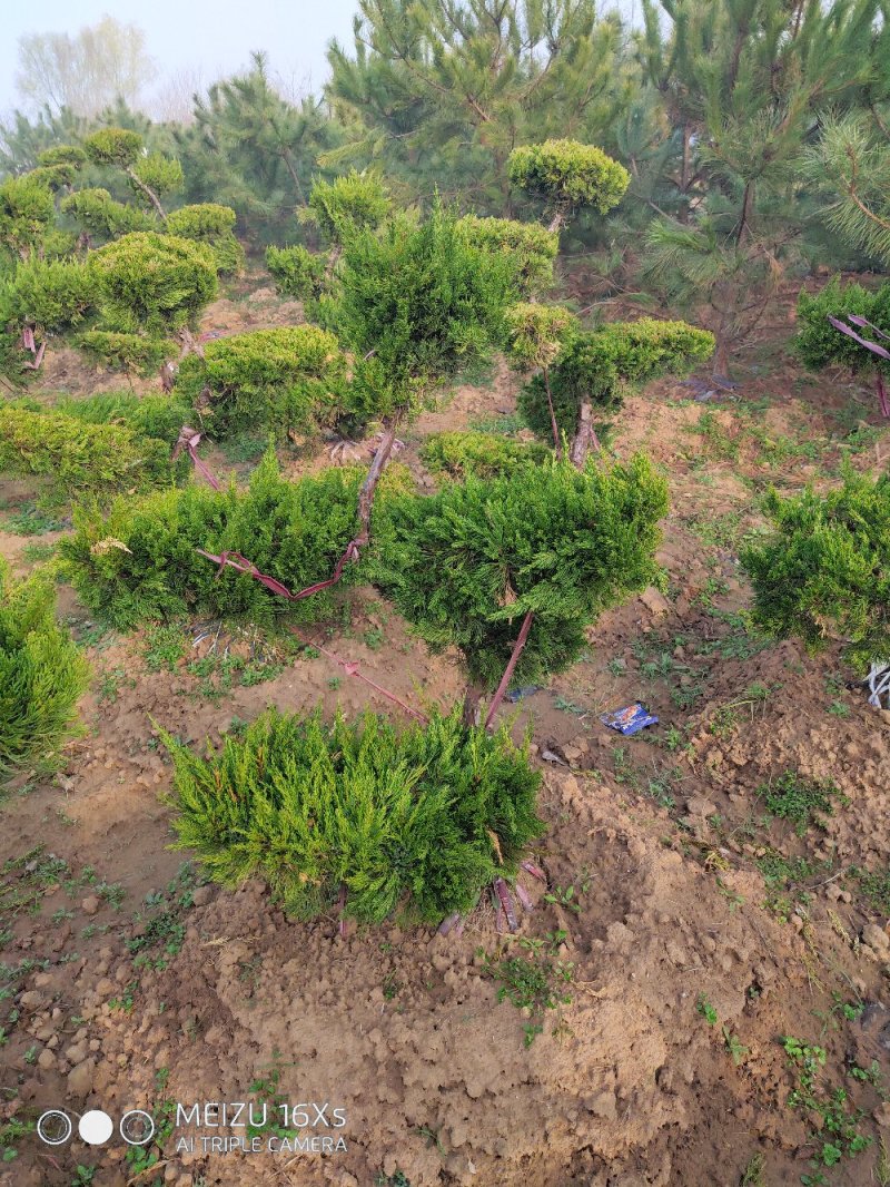 基地直发造型龙柏适用庭院小区绿化工程量大价优报上车价