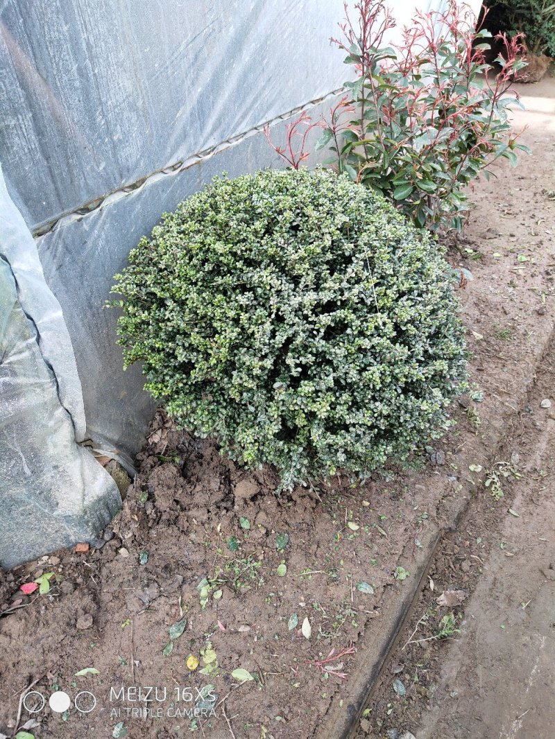 基地直发龟甲冬青球，龟甲冬青苗，量大价优报上车价