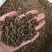中药材吴茱萸，茶辣、漆辣子，新货产地一手货源