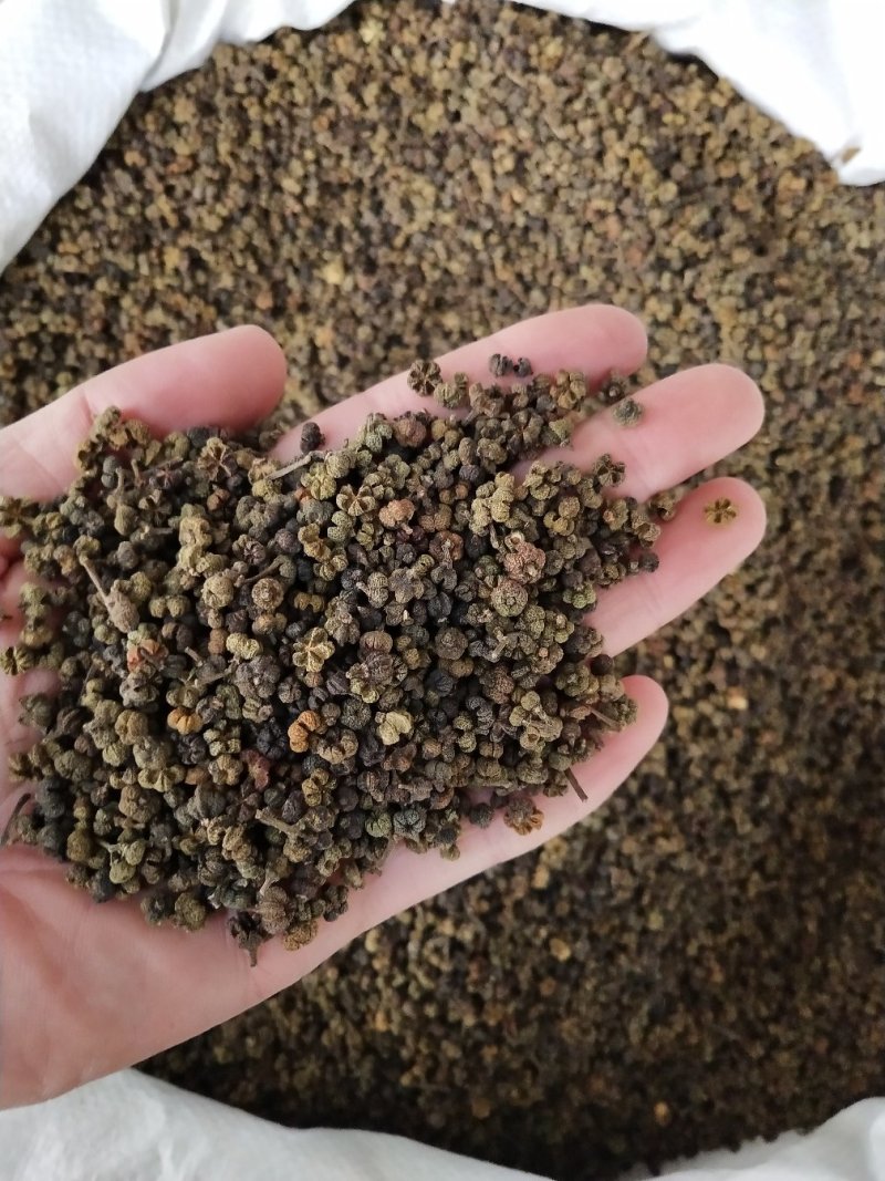 中药材吴茱萸，茶辣、漆辣子，新货产地一手货源