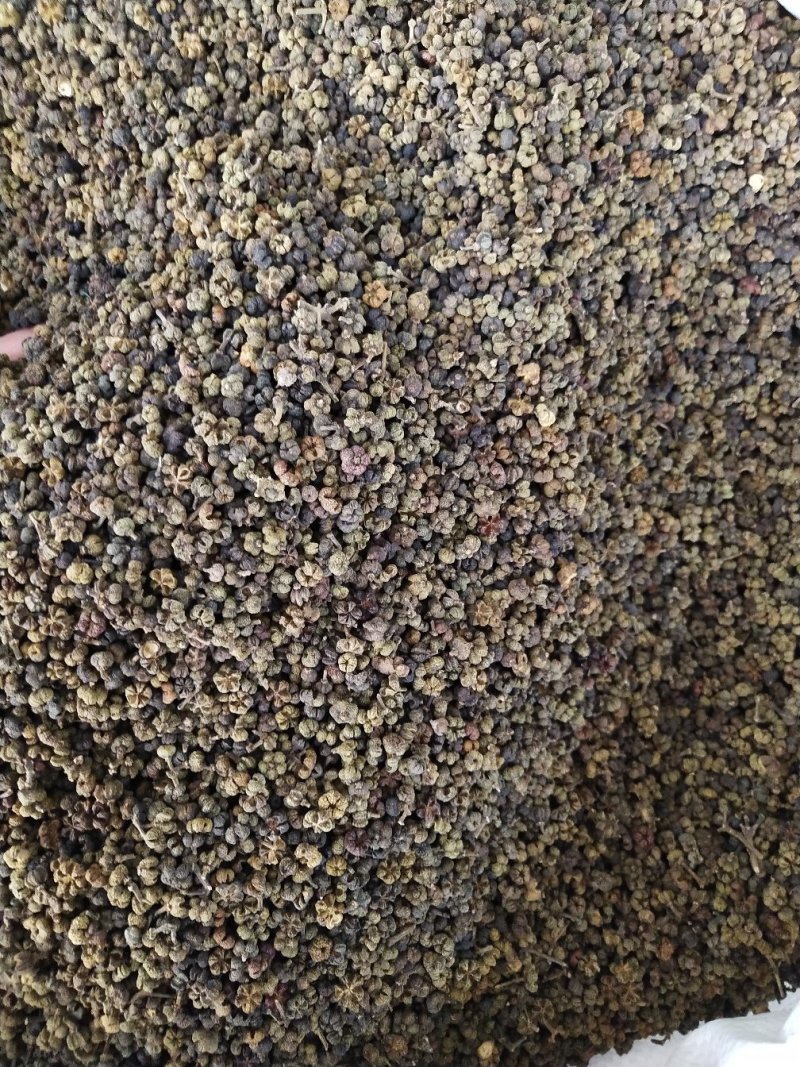 中药材吴茱萸，茶辣、漆辣子，新货产地一手货源