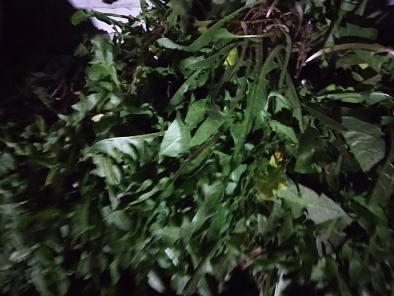 蒲公英
