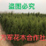 柏树柏树苗全部现挖现卖基地直销提供发票