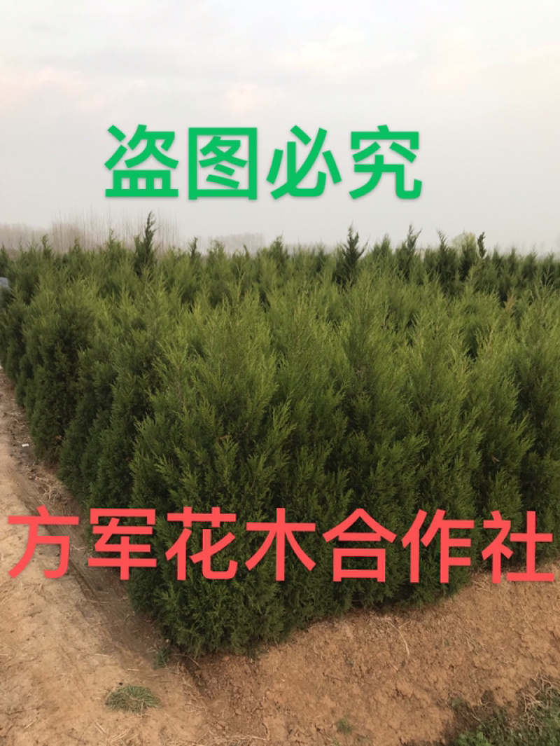 柏树柏树苗全部现挖现卖基地直销提供发票