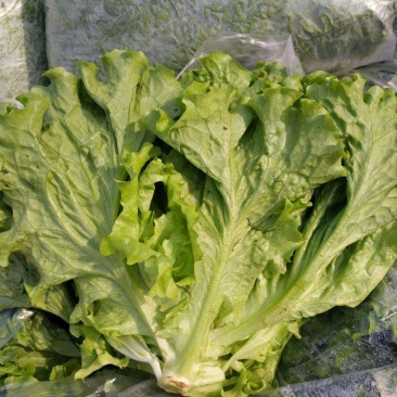 大棚黄绿叶生菜大量上市