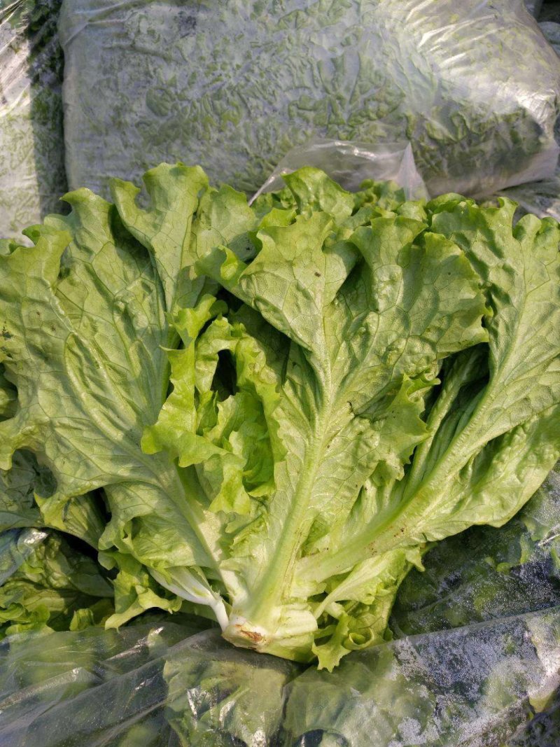 大棚黄绿叶生菜大量上市