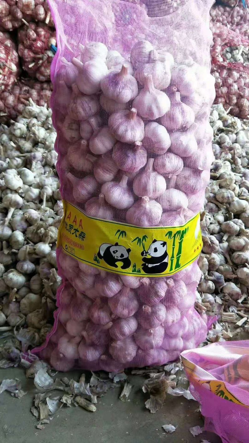 山东金乡早熟紫皮大蒜代收代存代销货源充足欢迎咨询