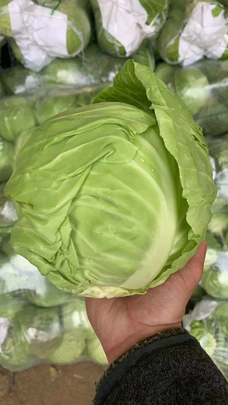 甘蓝圆包菜优质甘蓝量大从优对接全国