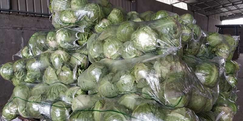 甘蓝圆包菜优质甘蓝量大从优对接全国