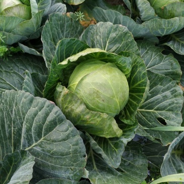 甘蓝圆包菜优质甘蓝量大从优对接全国