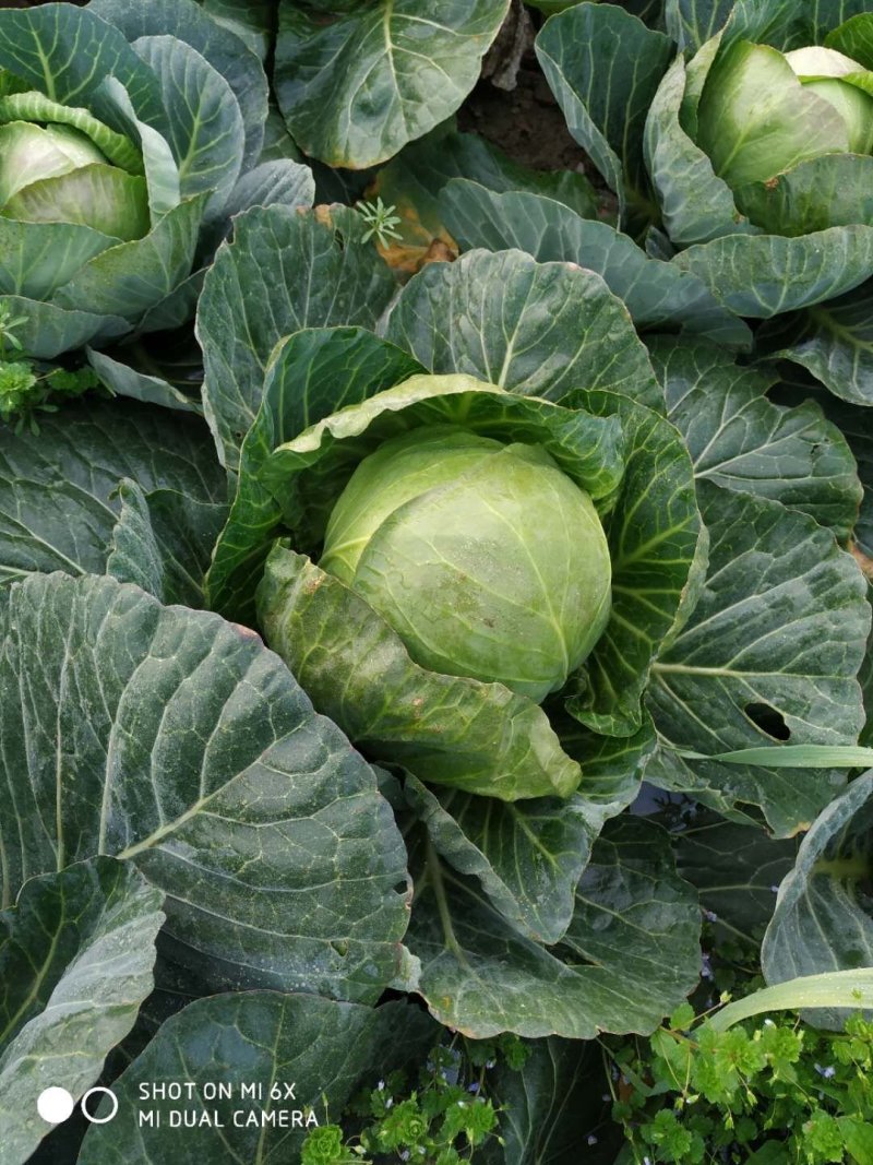 甘蓝圆包菜优质甘蓝量大从优对接全国