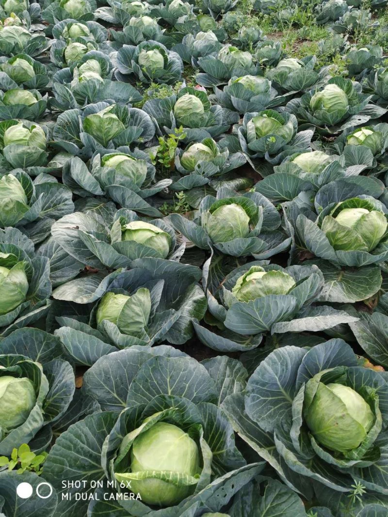 甘蓝圆包菜优质甘蓝量大从优对接全国