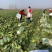 甘蓝圆包菜优质甘蓝量大从优对接全国