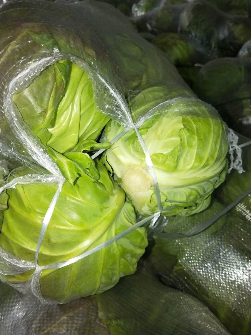 甘蓝，河南甘蓝，旺旺，斯特丹，冬季新菜上市，产地直销，