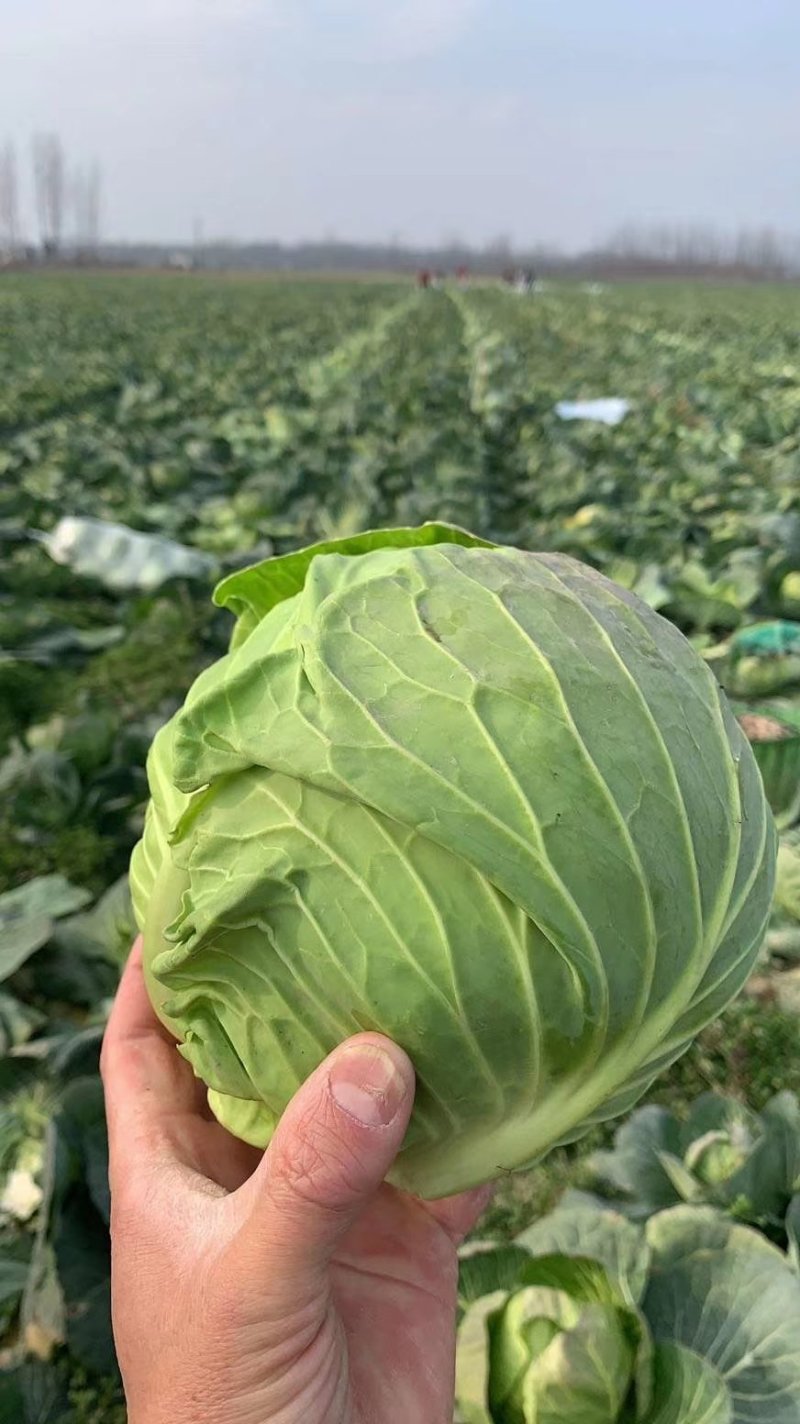 甘蓝，河南甘蓝，旺旺，斯特丹，冬季新菜上市，产地直销，