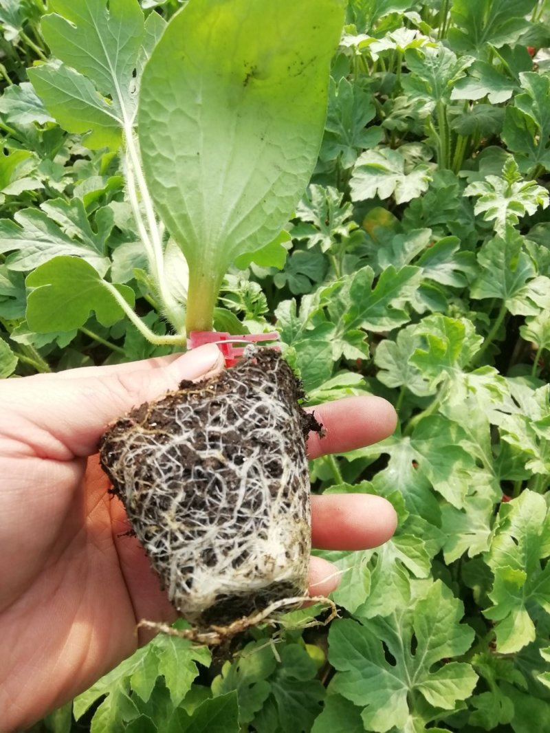 西瓜，精品高品质。没有问题