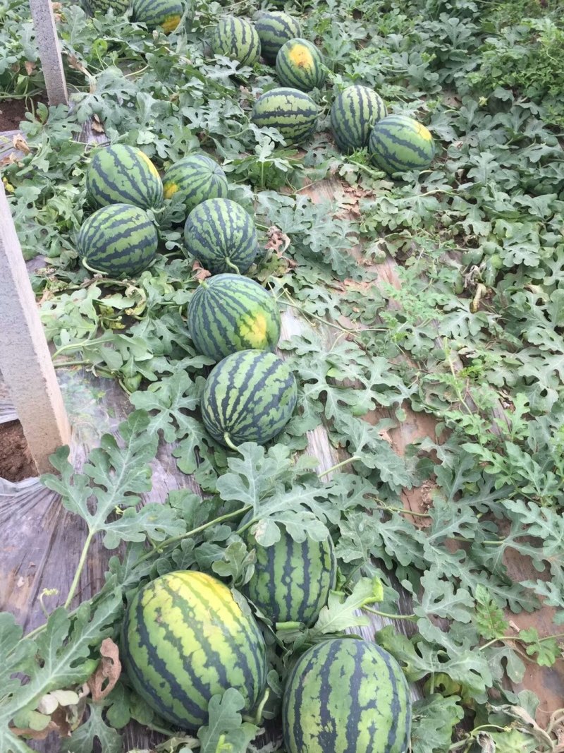 西瓜，精品高品质。没有问题