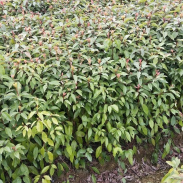 香樟苗小叶香樟苗(无纺布杯苗)根系好带土球发货