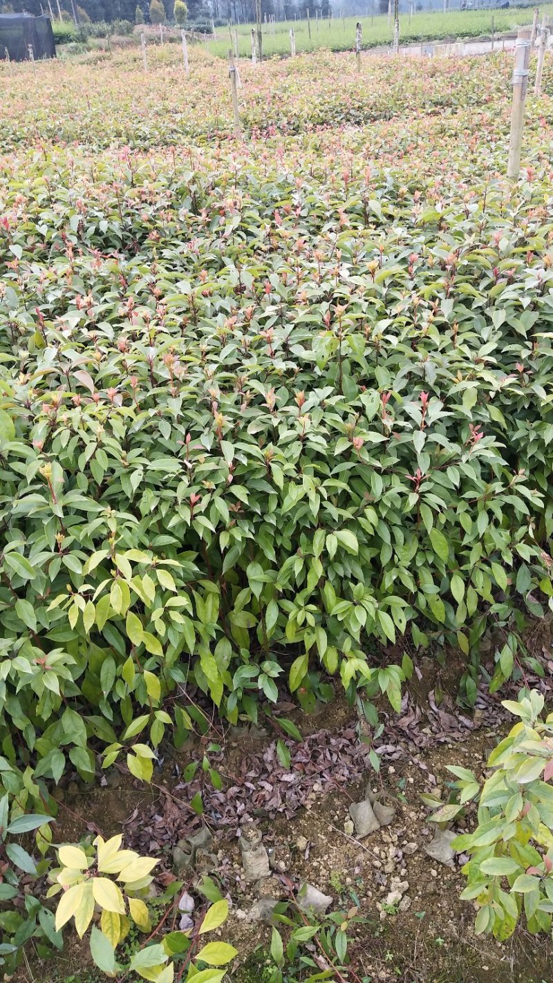 香樟苗小叶香樟苗(无纺布杯苗)根系好带土球发货