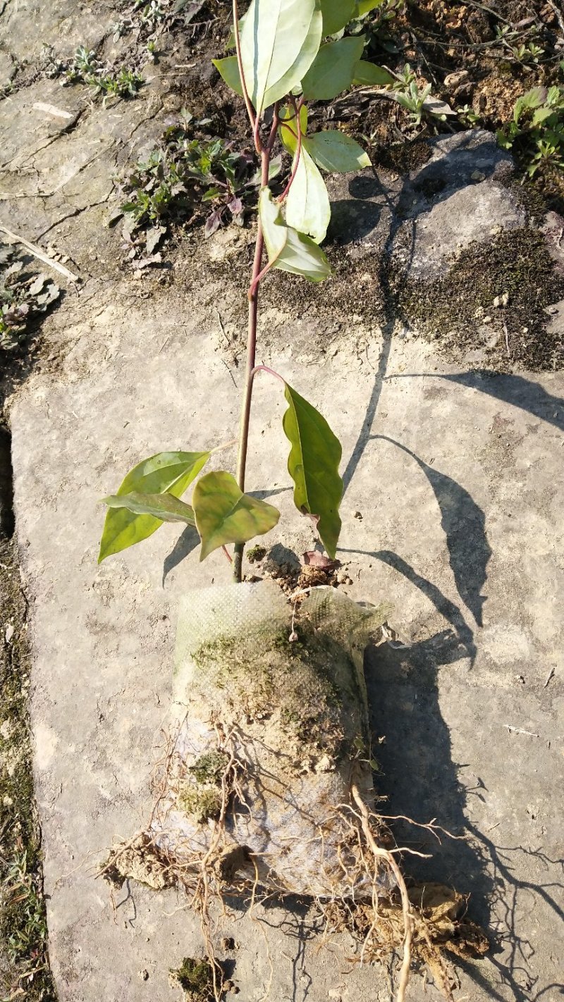 香樟苗小叶香樟苗(无纺布杯苗)根系好带土球发货