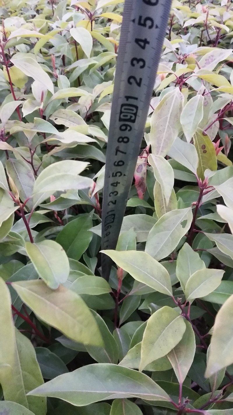 香樟苗小叶香樟苗(无纺布杯苗)根系好带土球发货