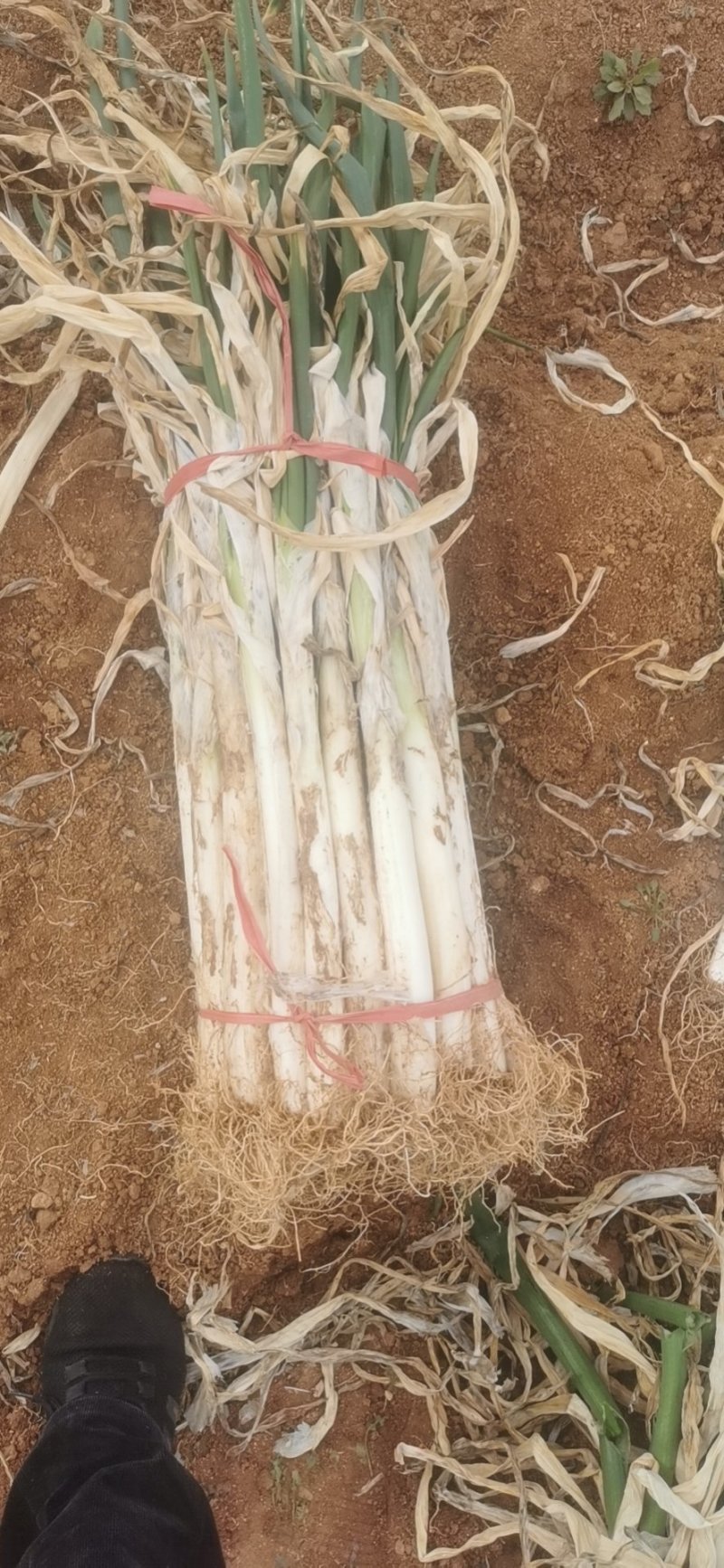 泗水县优质长白大葱芽葱大量出售中质量好，希望长期合作