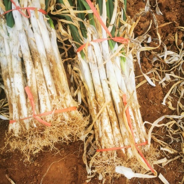 泗水县优质长白大葱芽葱大量出售中质量好，希望长期合作