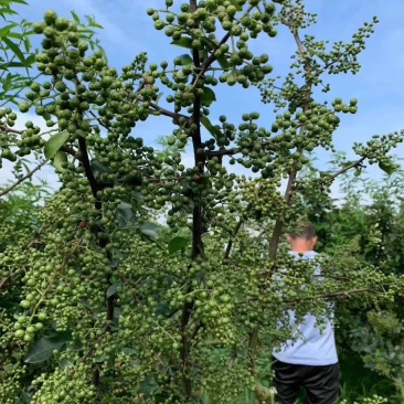 九叶青花椒苗，天知椒，麻椒。