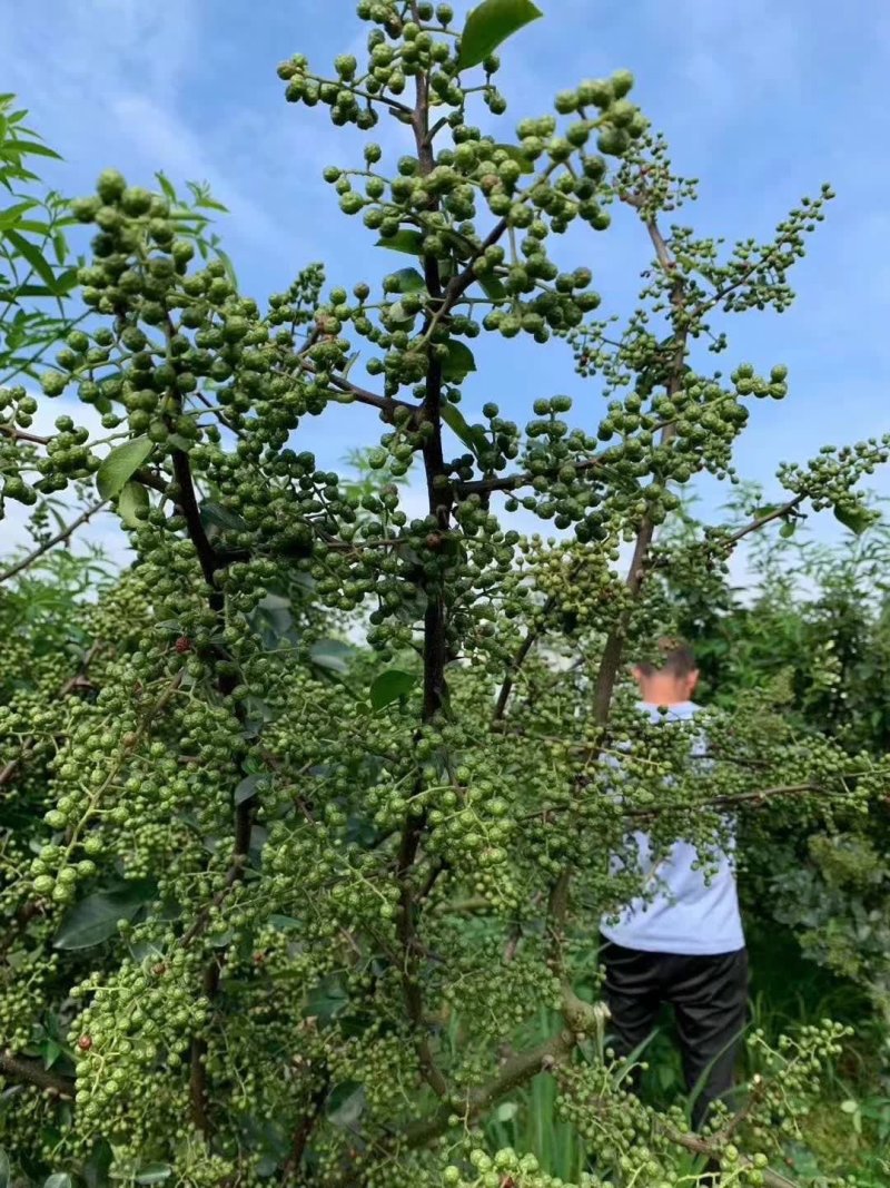 九叶青花椒苗，天知椒，麻椒。