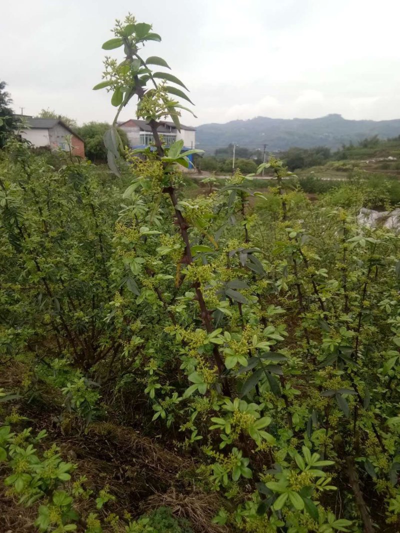 九叶青花椒苗，天知椒，麻椒。