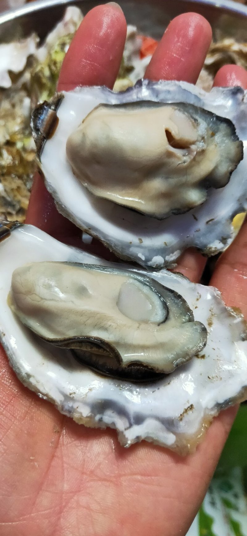 生蚝海蛎子又名牡蛎海蛎子牡蛎