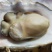 生蚝海蛎子又名牡蛎海蛎子牡蛎