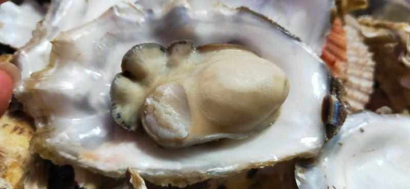 生蚝海蛎子又名牡蛎海蛎子牡蛎
