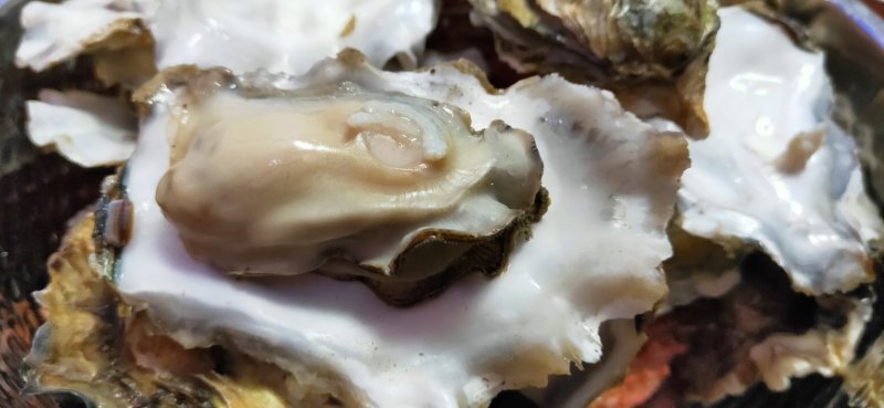 生蚝海蛎子又名牡蛎海蛎子牡蛎