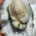 生蚝海蛎子又名牡蛎海蛎子牡蛎