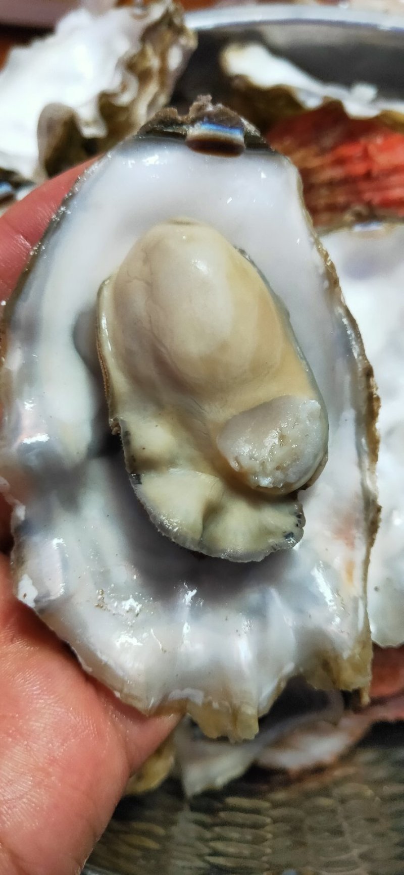 生蚝海蛎子又名牡蛎海蛎子牡蛎