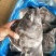 格陵兰深海鲽鱼头,一手货源出厂价走量批发,1.5斤-2斤