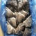 格陵兰深海鲽鱼头,一手货源出厂价走量批发,1.5斤-2斤
