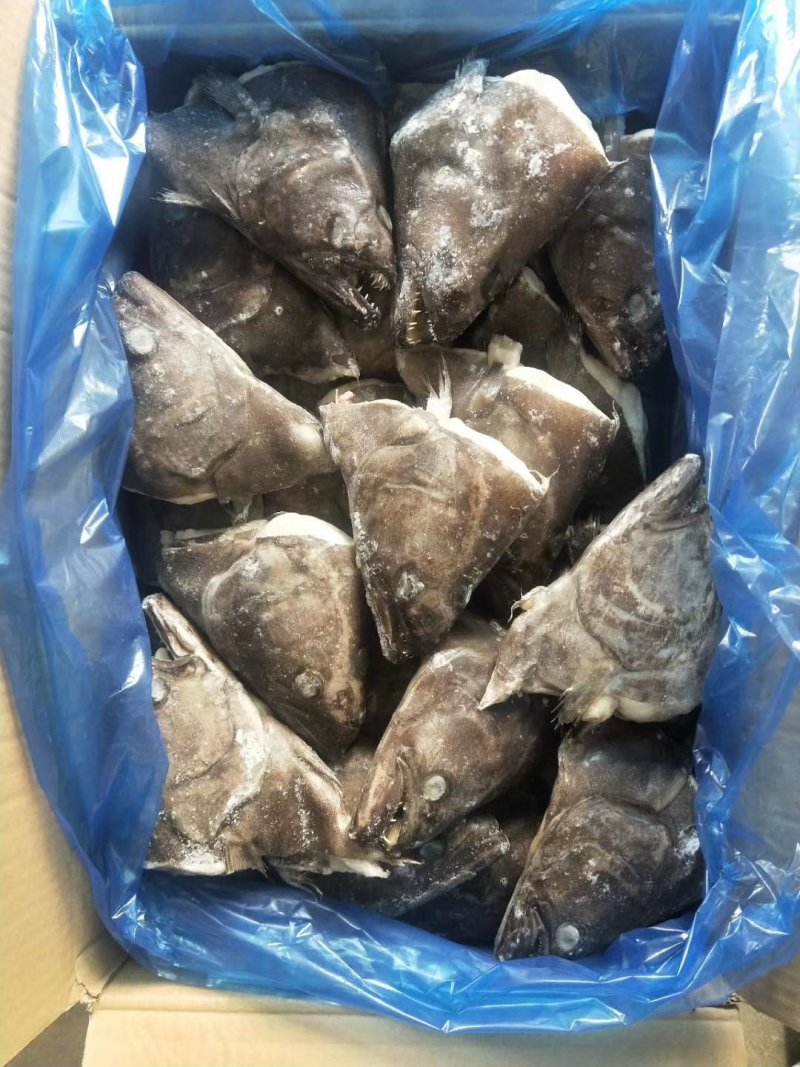 格陵兰深海鲽鱼头，一手货源出厂价走量批发，1.5斤-2斤