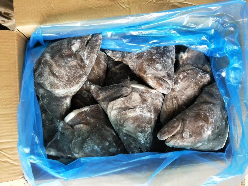 格陵兰深海鲽鱼头，一手货源出厂价走量批发，1.5斤-2斤