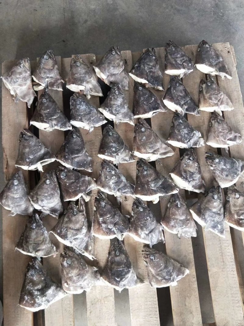 格陵兰深海鲽鱼头，一手货源出厂价走量批发，1.5斤-2斤