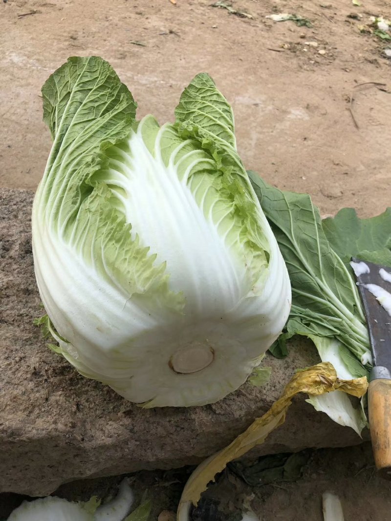 山东大棚黄心白菜4～6供应中，货源充足，质量保证。