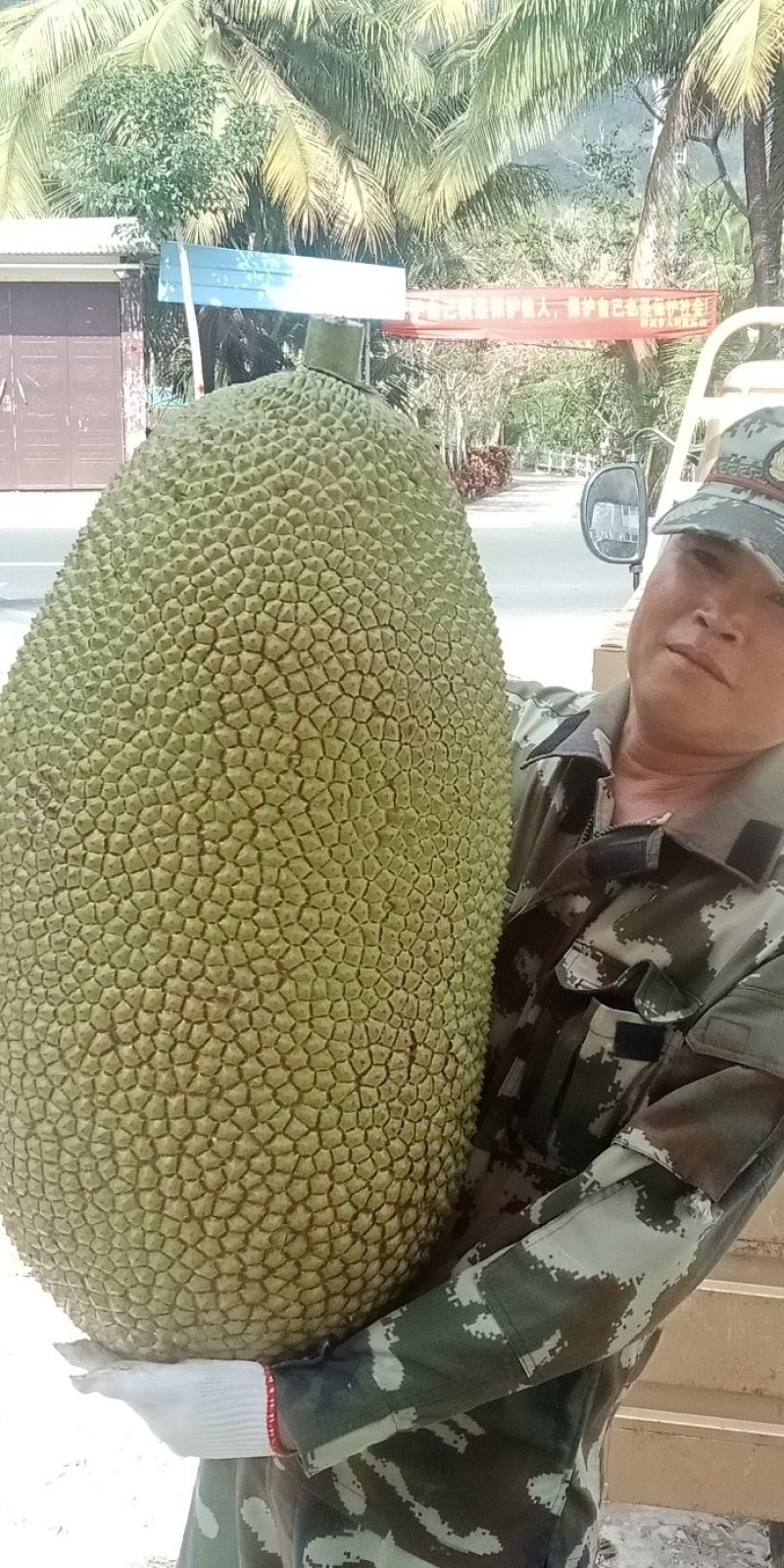 长期供应海南青皮菠萝蜜