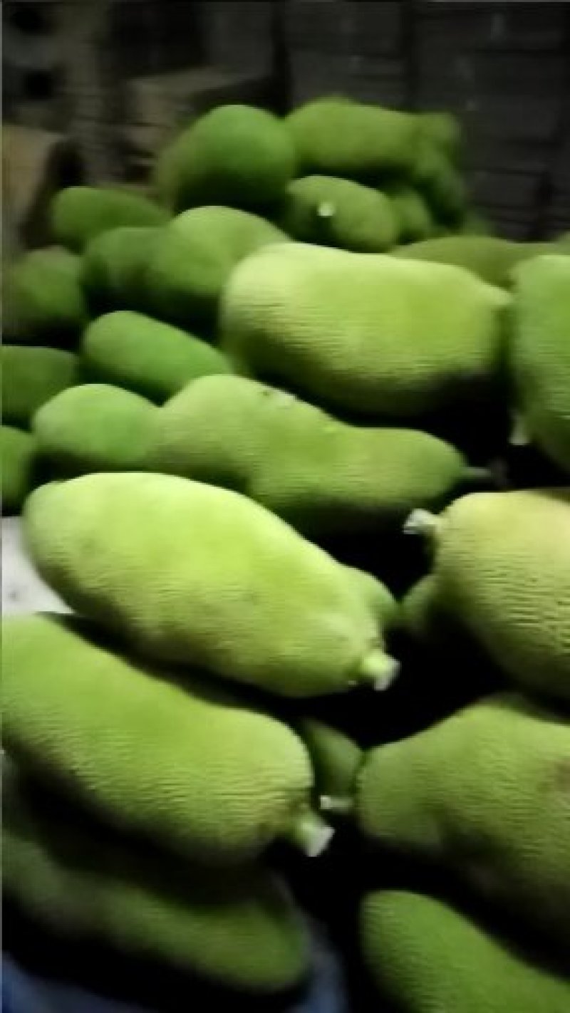 长期供应海南青皮菠萝蜜