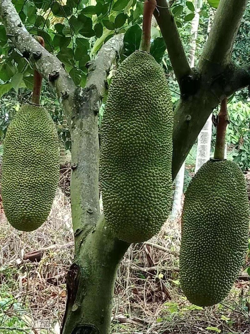 长期供应海南青皮菠萝蜜