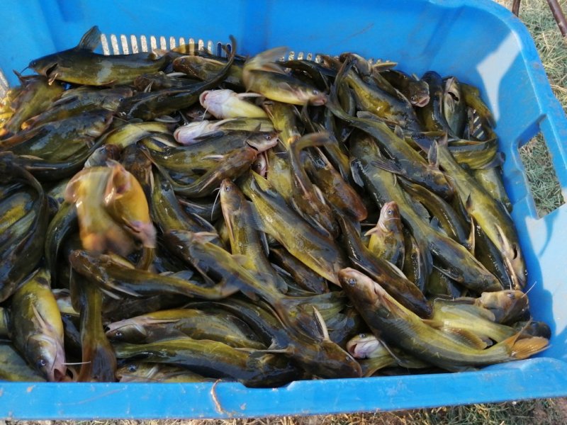 优质淡水黄颡鱼苗黄骨鱼苗黄丫头鱼苗鱼场直供保证品质
