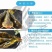 优质淡水黄颡鱼苗黄骨鱼苗黄丫头鱼苗鱼场直供保证品质