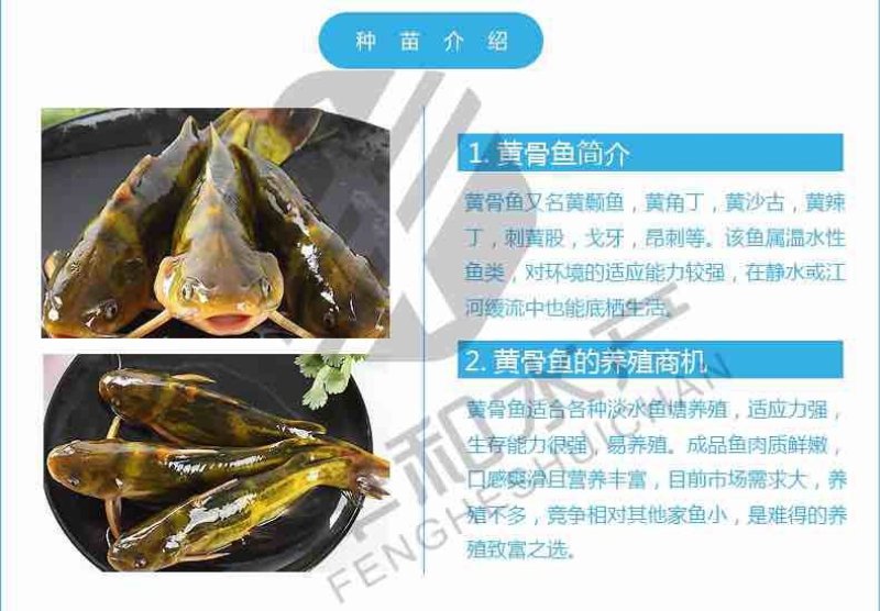 优质淡水黄颡鱼苗黄骨鱼苗黄丫头鱼苗鱼场直供保证品质