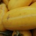 黄金蜜瓜个头大色泽漂亮