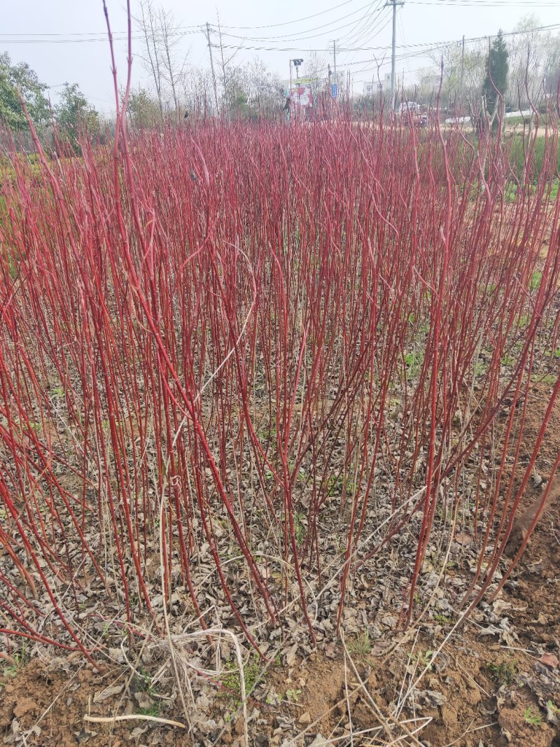 红瑞木基地直发量大从优包成活品种优良放心苗